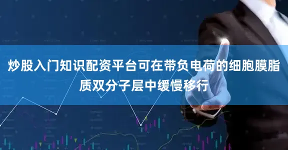 炒股入门知识配资平台可在带负电荷的细胞膜脂质双分子层中缓慢移行